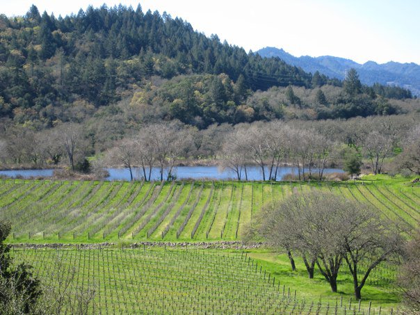 Visiting the Amazing Napa Valley