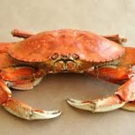 Dungeness Crab