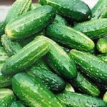 pickling cucumbers